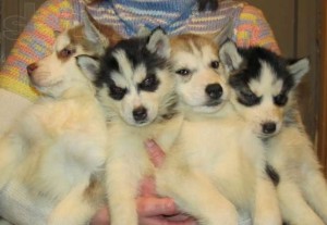 Male and female Siberian husky puppies available for X-Mas