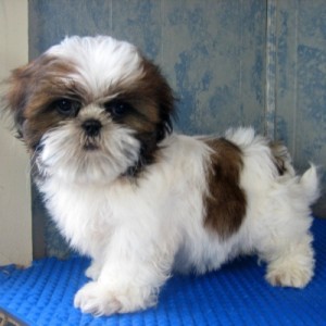 lovely and home raise SHIH TZU puppies for adoption