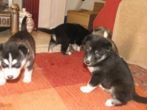 Excellent Siberian husky puppies available for this  new year