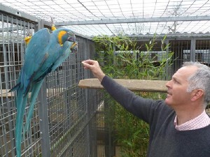 baby Blue and Gold Macaw for Sale for New year