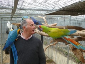 Baby Blue and Gold Macaw for Sale