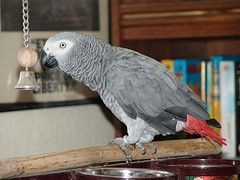 African grey adult and baby parrots for sale
