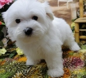 Snow white Maltese puppies/text (804) 381-0921.