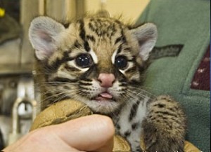 UNIQUE OCELOT KITTENS AVAILABLE FOR SALE