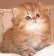 persian kittens are now avialable for their new homes