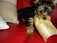 Male and female yorkie puppies for adoption..