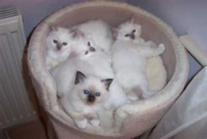 Birman Kittens