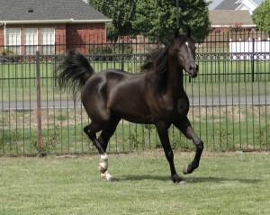 Pure black Arabian Mare!exotic Black Silk horse