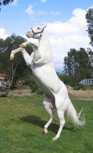 Pure white Arabian Mare!exotic White Silk horse