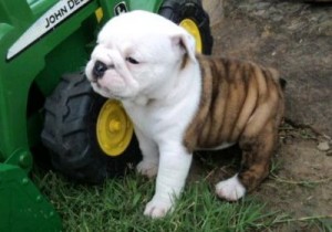 beautiful English Bulldog puppies