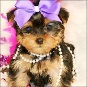 Registered Male And Female yorkie Puppies For Adoption .These Babies are both home and potty trained and they are so lovely wit