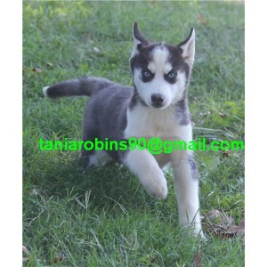 Adorable Siberian Husky Puppies Ready For A New Home!!!
