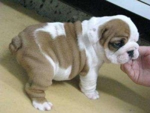 Cute english bulldog