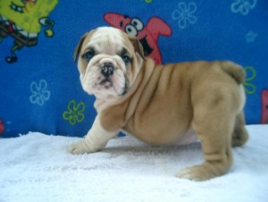 Cute english bulldog