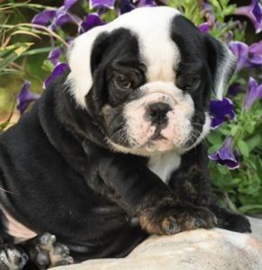 Registered English bull dog  Puppies