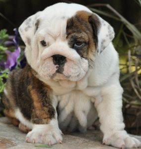 Lovely English Bulldog puppies for your home