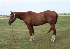 *****ATTRACTIVE &amp; BEAUTIFUL QUARTER HORSE FOR ADOPTION,GELDING*******