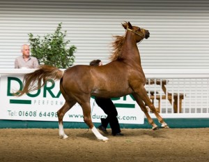 Brown Arabian Female Horse!exotic Brown Silk for Adoption