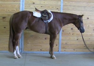 AQHA registered gelding (Quarter Horse) For Sale