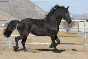 Black Friesian For Sale in Palm Beach, Florida