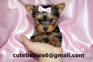 Teacup Yorkie Pupies For Sale