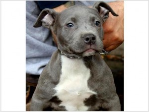 male and female pit bull puppies