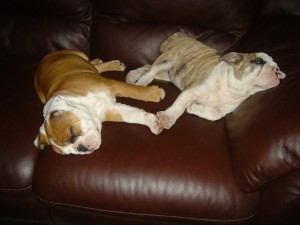 Cute And Gorgeous English Bulldog Puppies For Adoption
