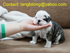 Gorgeous bulldog puppies male and female ready for a loving home