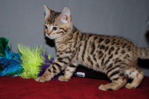 Bengal Kittens Available male &amp; Female