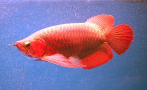 Top Quality 24k Golden, Red arowana, Rtg, Super red, Asian Red