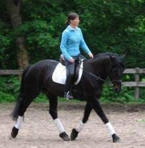 A Friesian For Sale