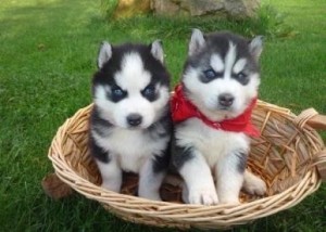 potty trained siberian husky puppies for free adoption