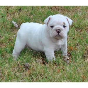 lovely english bulldog puppies for adoption