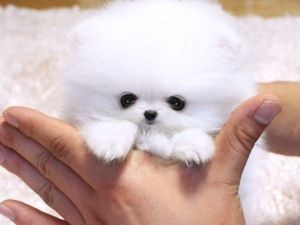 Cute little Pomeranian tea-cup size pure bred puppies for sale. 2 female and 1 male