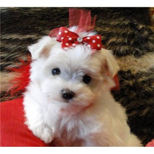 Excellent Mini Maltese puppies for xmass