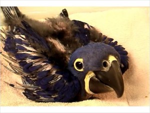 Blue Hyacinth Macaw