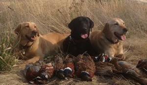 AKC BLACK LABRADOR RETRIEVER PUPPIES