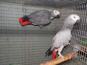 Friendly HAND FED pair of  Congo African Grey babies