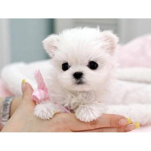 Excellent Mini Maltese puppies for adoption