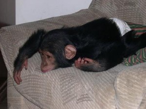 AFFECTIONATE BABY CHIMPANZEE MONKEY FOR SALE AND ADOPTION