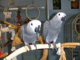 Chrirstain home seeking to give out pair of African grey for adoption to a new home