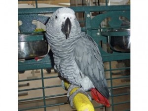 This is for you African Grey Congo Parrot ready for a new home
