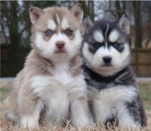 Gorgeous Akc Registered  Siberian Husky Puppies For New Home.