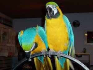 Hand-rared pair of blue and gold Macaws parrot