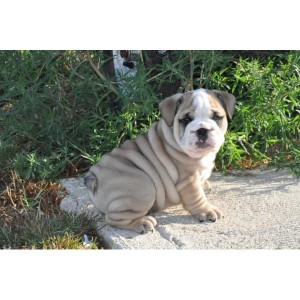 Lovely English bulldog puppies for new homes
