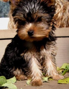 teacup yorkshire terrier pup text me (719) 245-8036