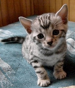 Lovely  face Bengal kitten readyn for adoption