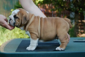 English bulldog puppy Lara