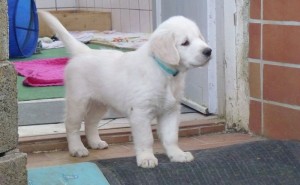 golden retriver puppy Melin