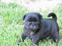 pug puppy lary